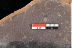 Foto (Detailsansicht) von Quercus palaeoilex Ettingshausen (NHMW-GEO-2024-0188-0779)